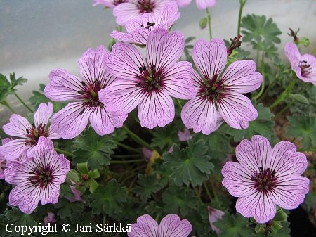 Geranium cinereum 'Ballerina', harmaakurjenpolvi